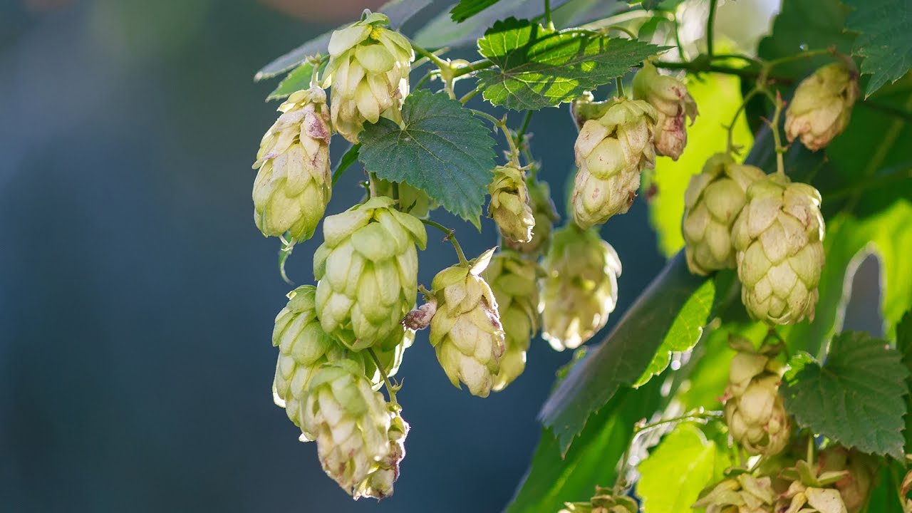 East Coast vs. West Coast IPA - Talking Beer 4/19/17