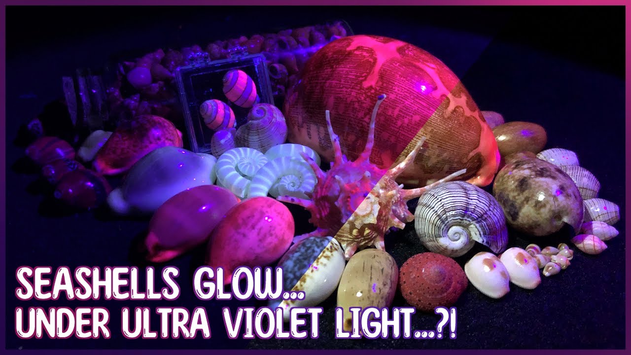 Seashells Glow Under UV Light | Testing My Shells with an Ultraviolet Torch #shell #shells