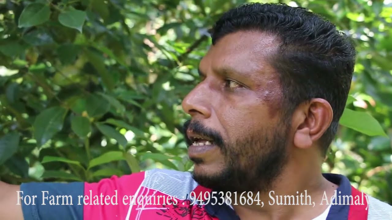 Nutmeg rare and best verity from Sumith's farm adimaly, Kerala india | Fab Nutmeg