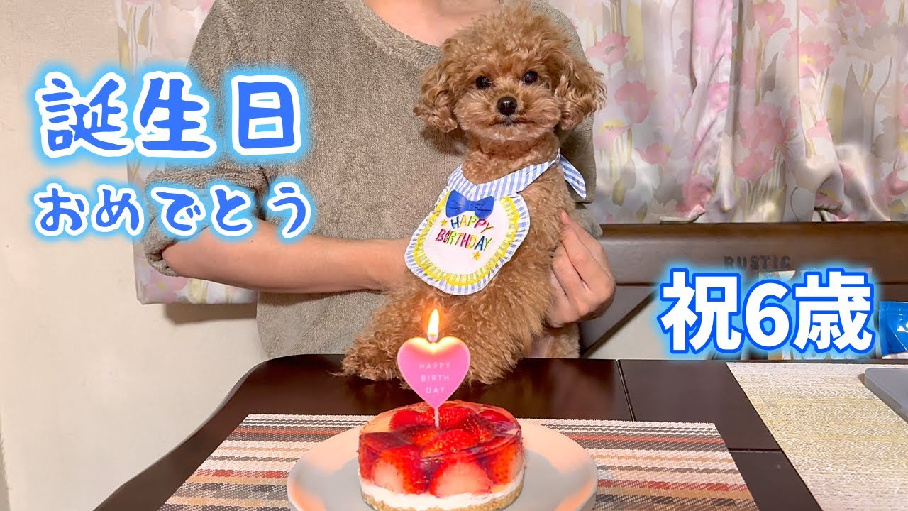  犬の誕生日が想像以上だった…6歳トイプードルが家族の愛に感激