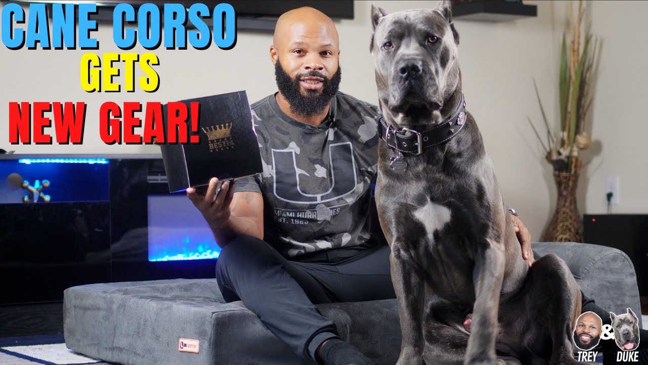 My Cane Corso Duke Gets New Gear!