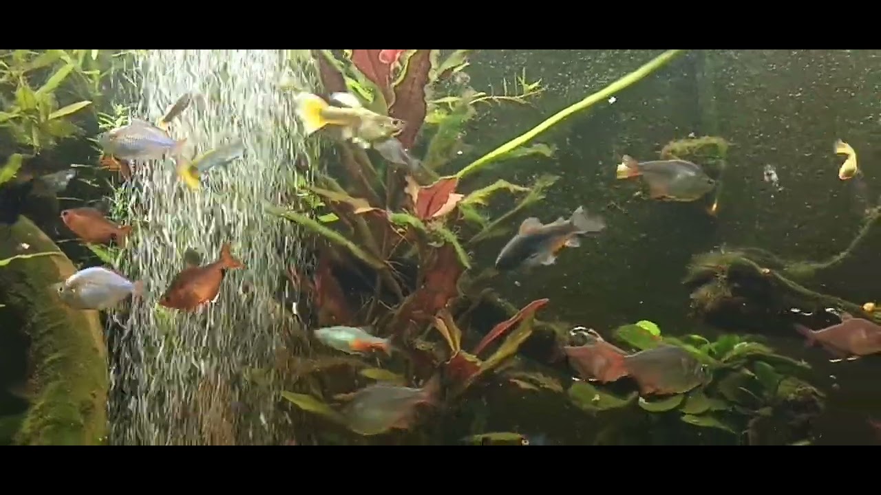 Aquarium amazonien après 4 mois de mise en eau 