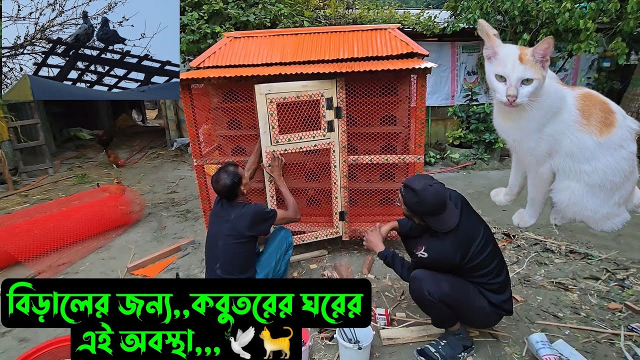 বিড়ালের জন্য,,কবুতরের ঘরের এই অবস্থা,,,🕊🐈