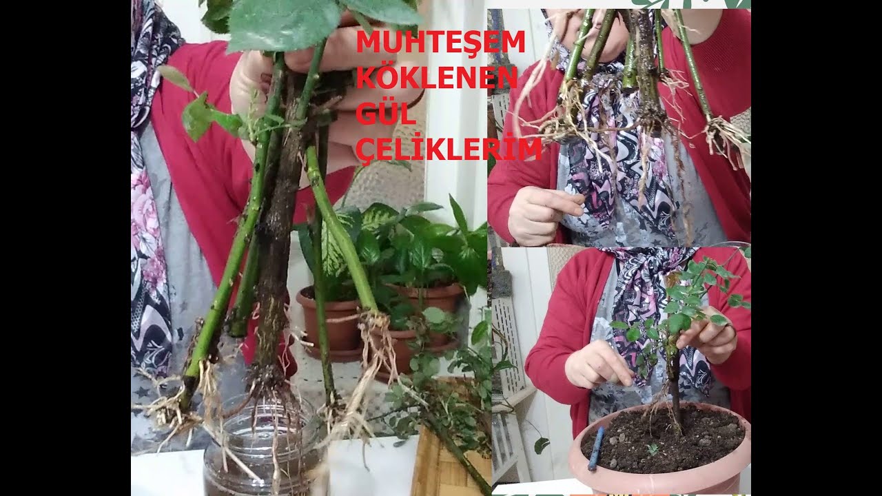 MUHTEŞEM KÖKLENEN GÜL ÇELİKLERİ NASIL EKİLİR /GÜL ÇELİKLERİNİN GÜLE DÖNÜŞME SÜRECİNDE NELER YAPILIR?