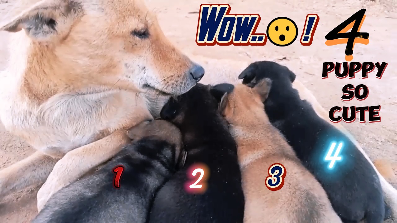 A Mother’s Love Never Fails – Street Dog Story 🐶