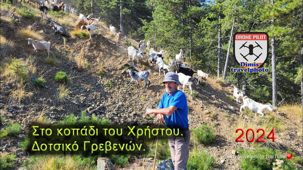 Στο κοπάδι του Χρήστου. Δοτσικό Γρεβενών. Αυγ. 2024. In the herd with Christos' goats. Dotsiko.