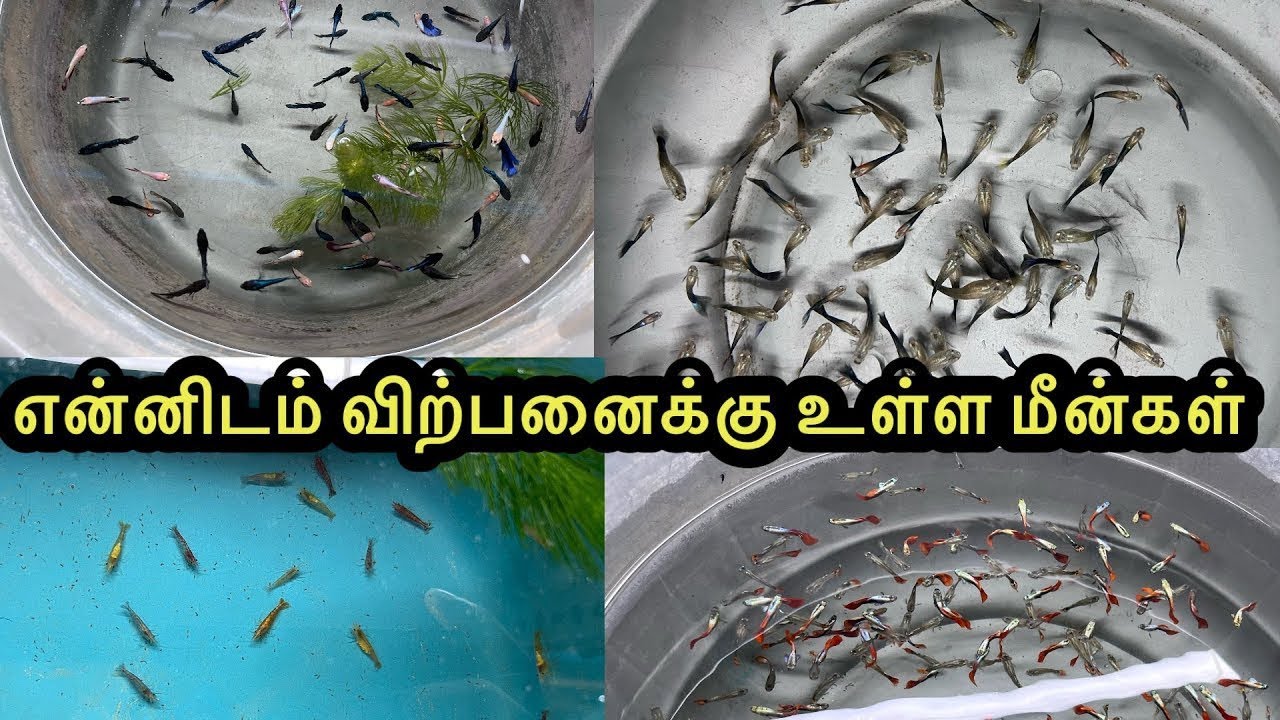 என்னிடம் விற்பனைக்கு உள்ள மீன்கள்|ExoticGuppy|All In Our Fishes|Sales Video|Aquarium#petslovechannel