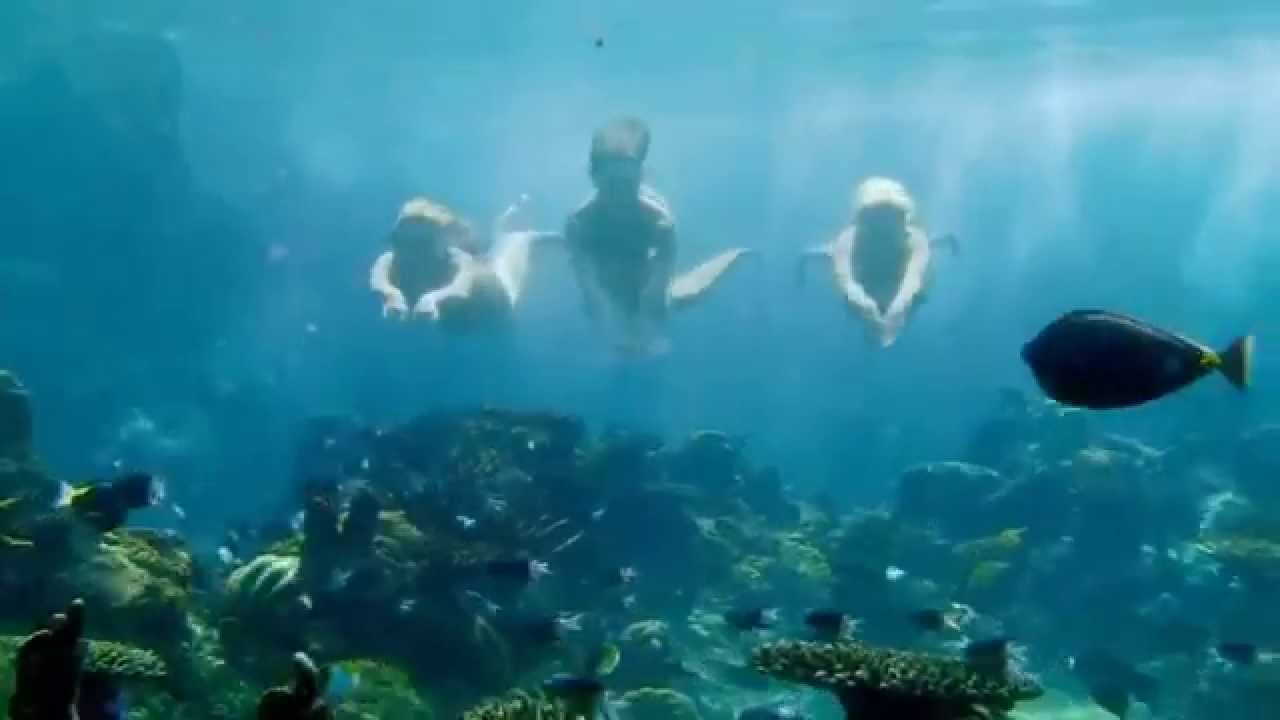 Mako Mermaids:Season 1 Opening