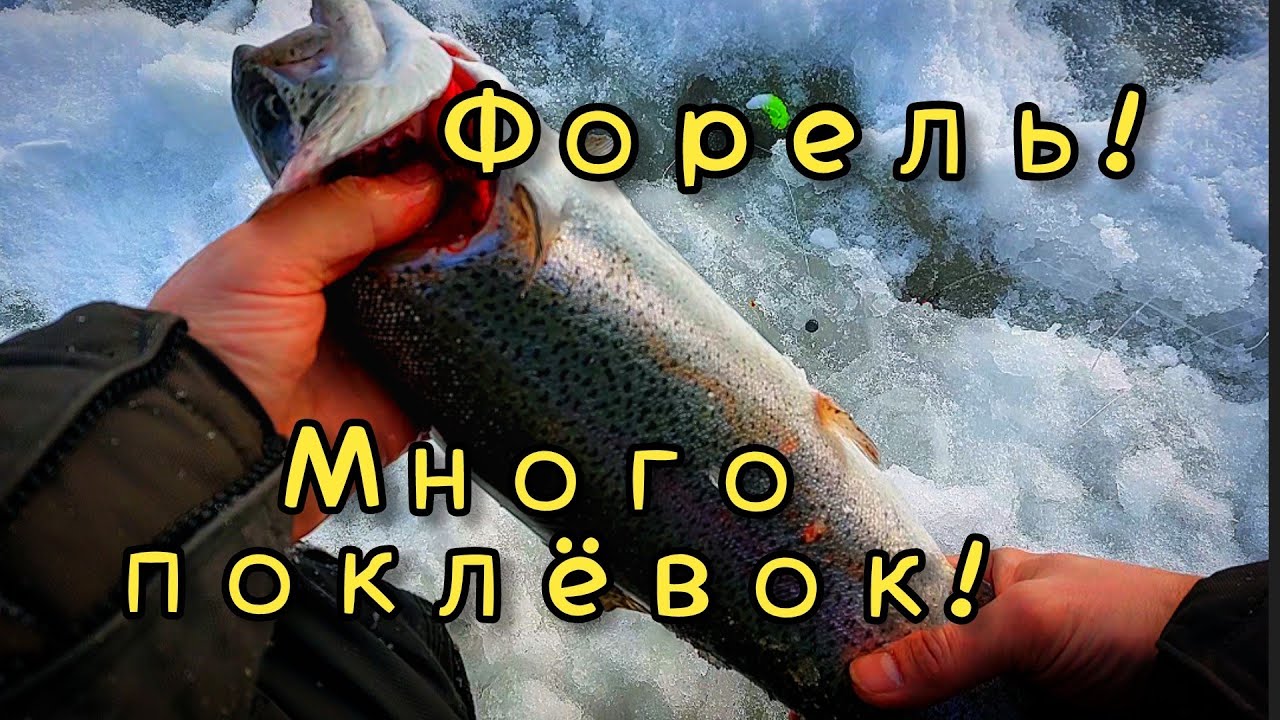 ФОРЕЛЬ! ОДНА ЗА ОДНОЙ! МОРЕ ПОКЛЁВОК! 