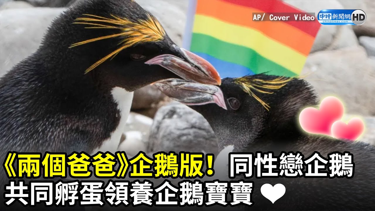 《兩個爸爸》企鵝版！　同性戀企鵝共同孵蛋領養企鵝寶寶❤｜中時新聞網