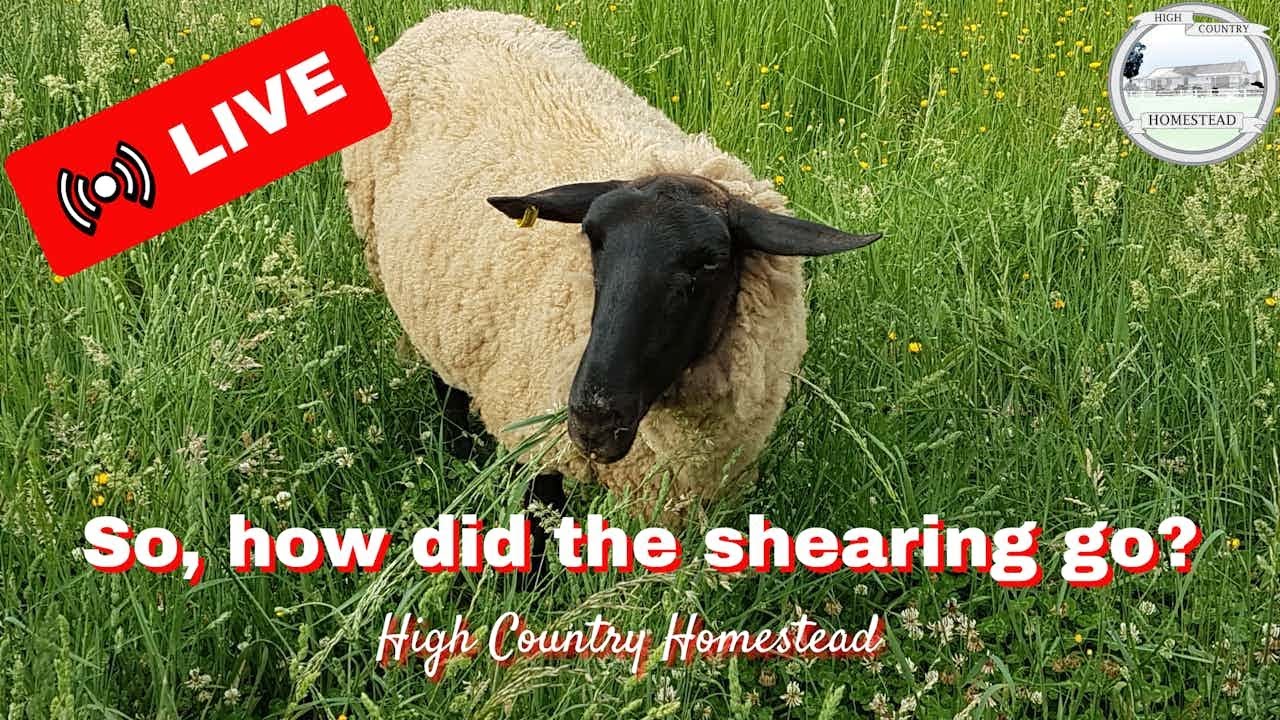 Homestead Chat: Shearing, Solar Panels & Upcoming Adventures