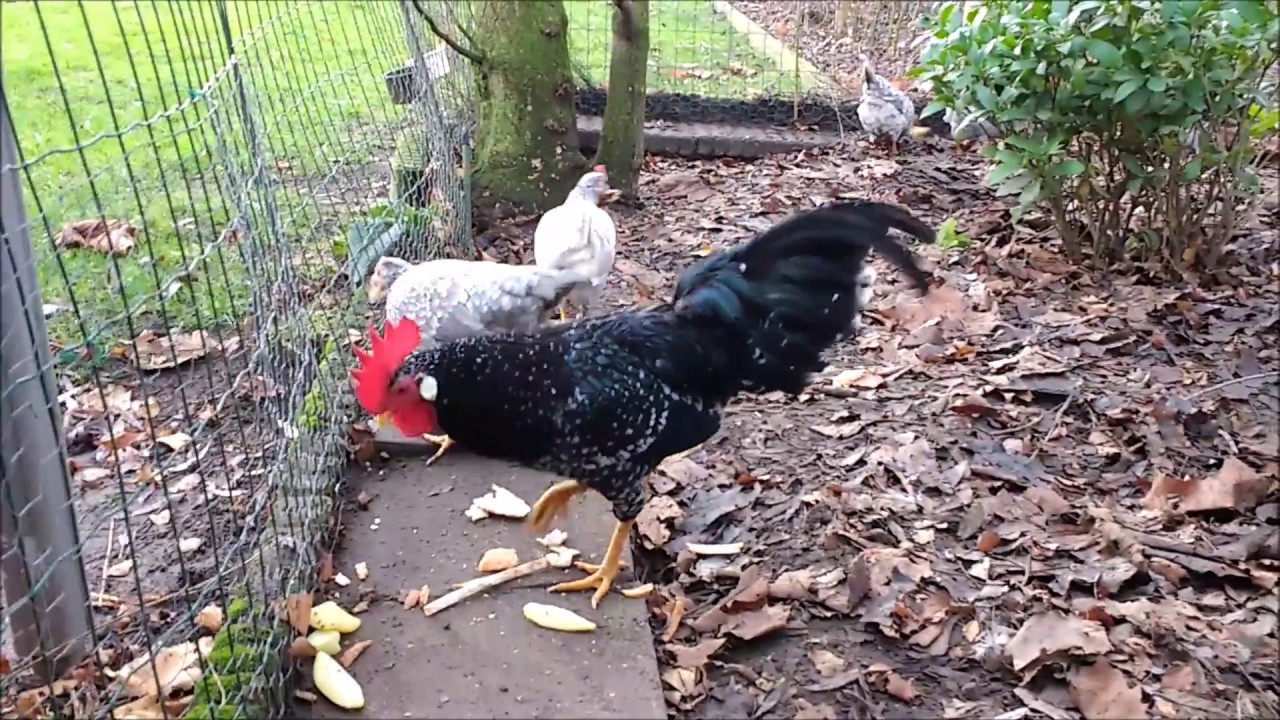 Temporary breeding flocks for 2017