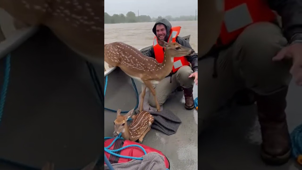 Mother Deer Makes UNBELIEVABLE Leap to Reunite With Her Baby During Flood Rescue!