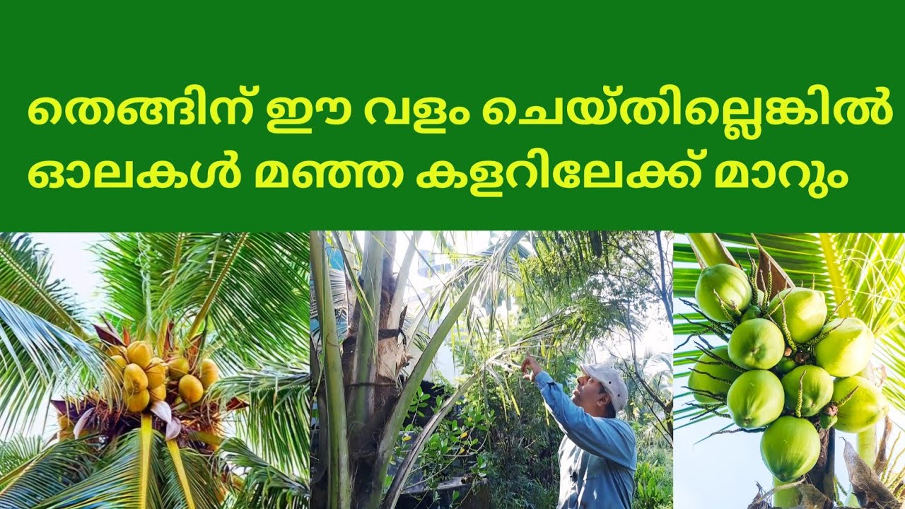 തെങ്ങിന് മഗ്‌നീഷ്യം സൾഫേയേറ്റ് ഉപയോഗിക്കുമ്പോൾ ഉണ്ടാകുന്ന മാറ്റങ്ങൾ @kl40moneyfarming 