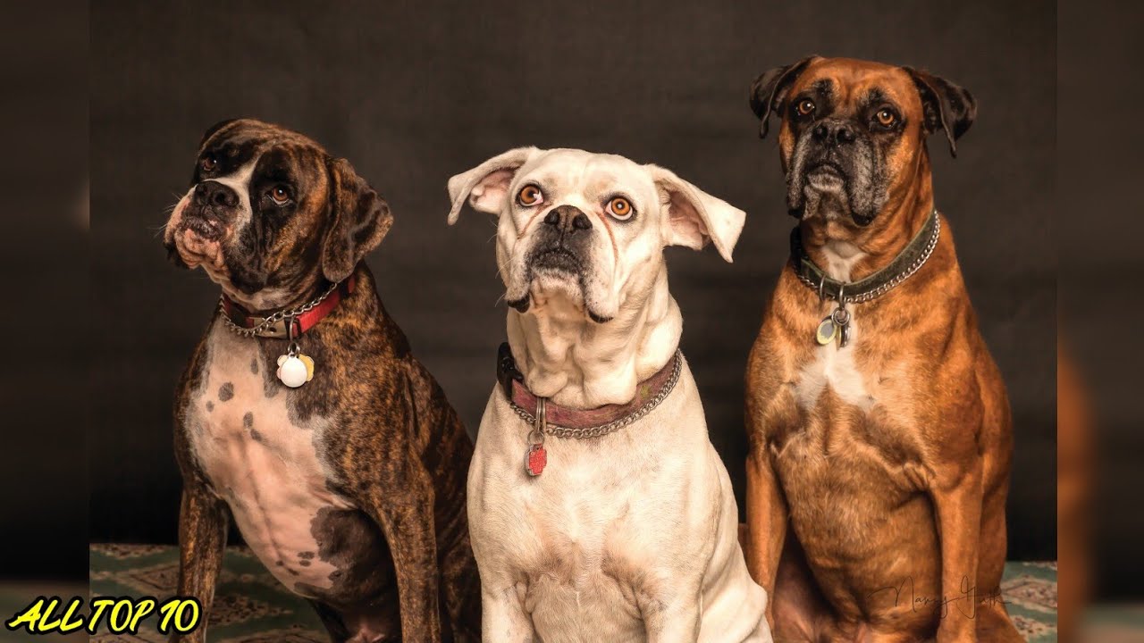 Top 10 Most Cheapest Dogs