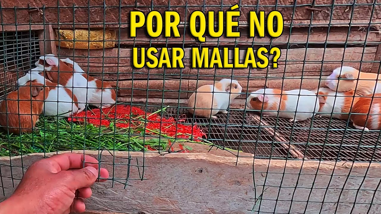 Ventajas y DESVENTAJAS de usar MALLAS en las jaulas de cuyes.