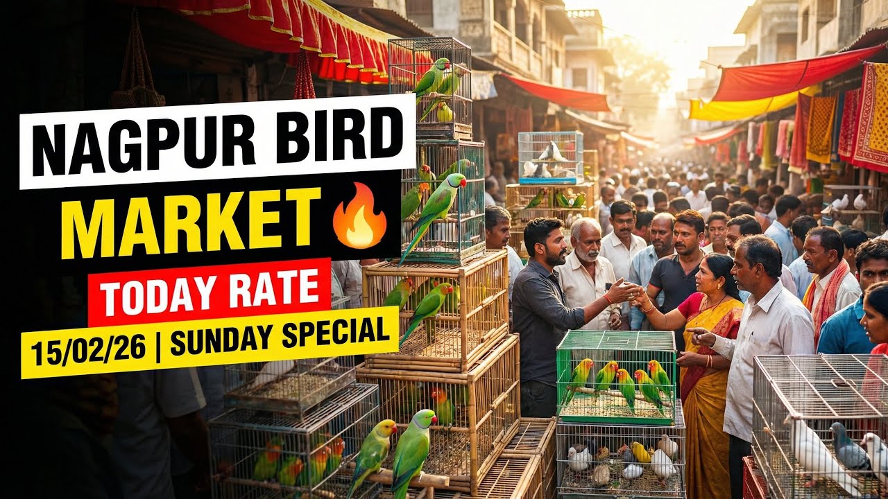 Bird Market Nagpur Today 15/02/26 | Lakadganj Ka bird Market | Bird Sunday Market Nagpur ka