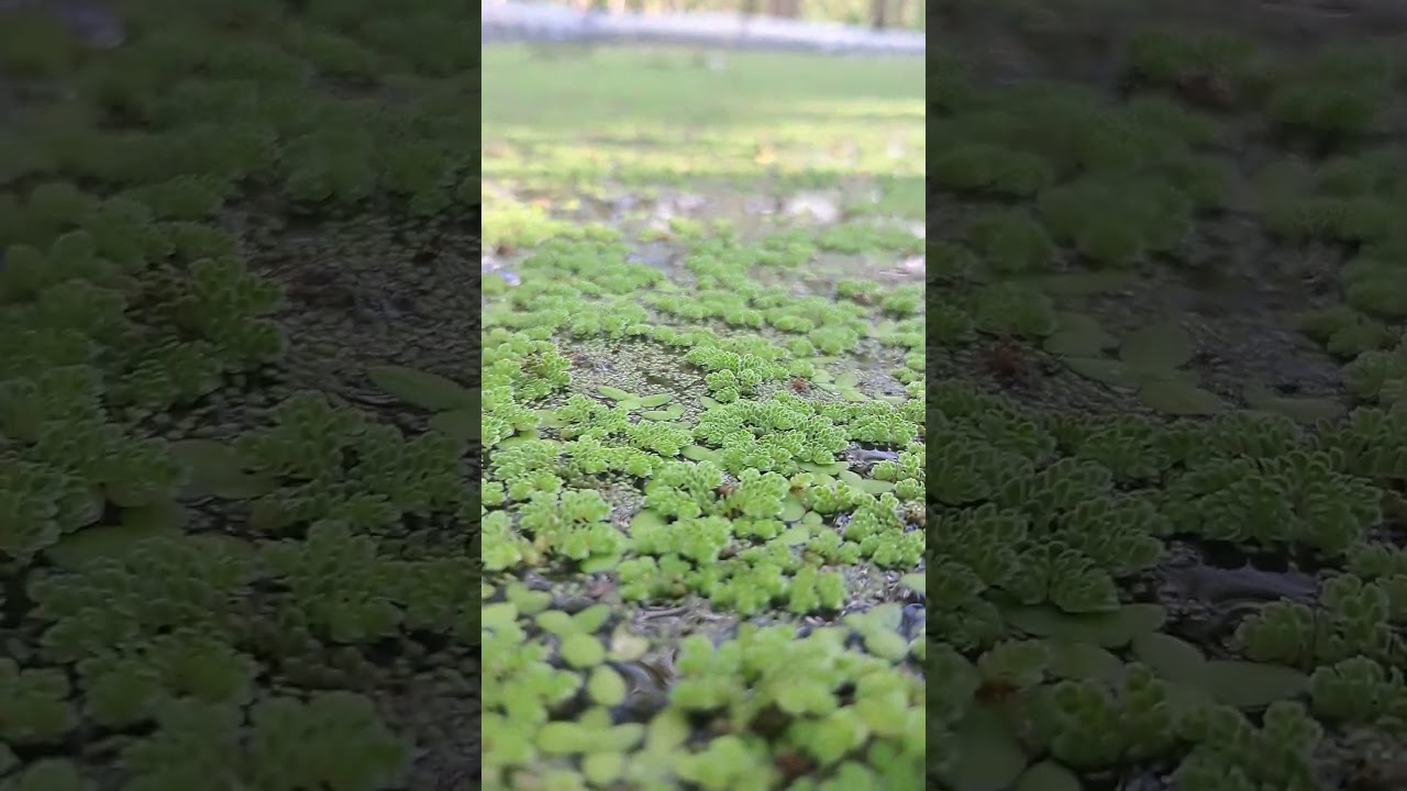 Penampakan Azolla dari dekat