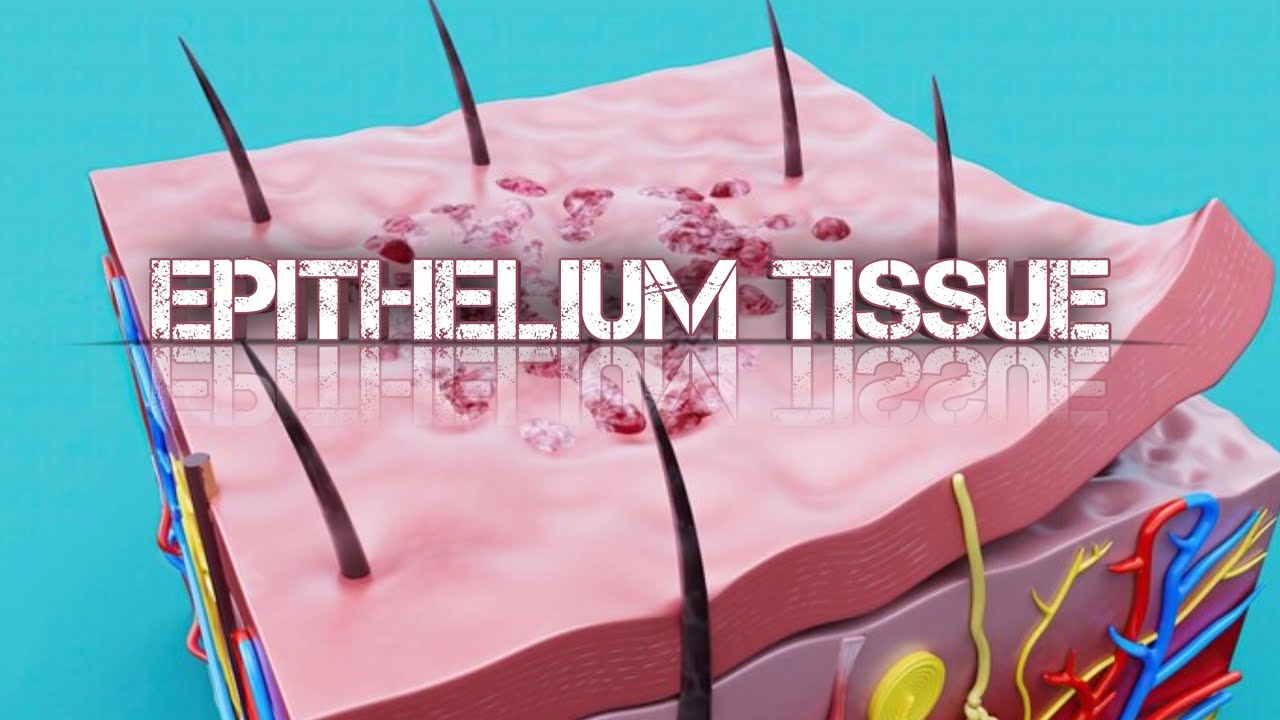 شرح epithelial tissue 1