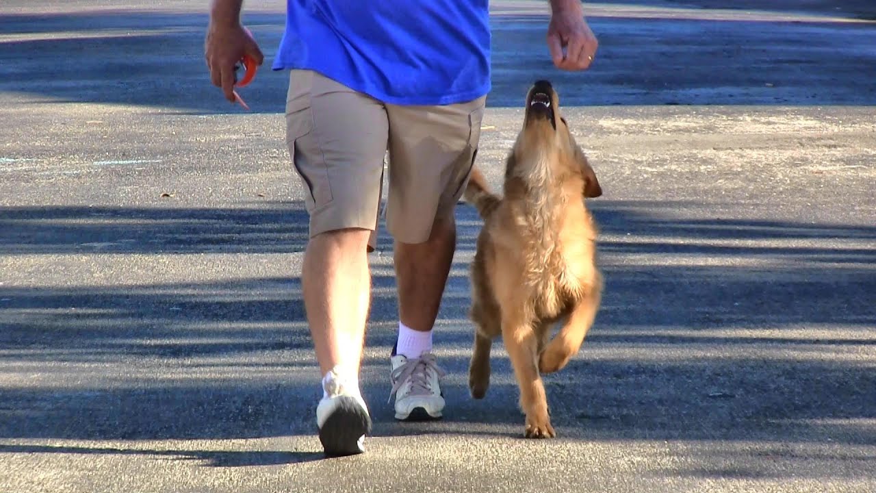 The Beautiful Dog Training Game