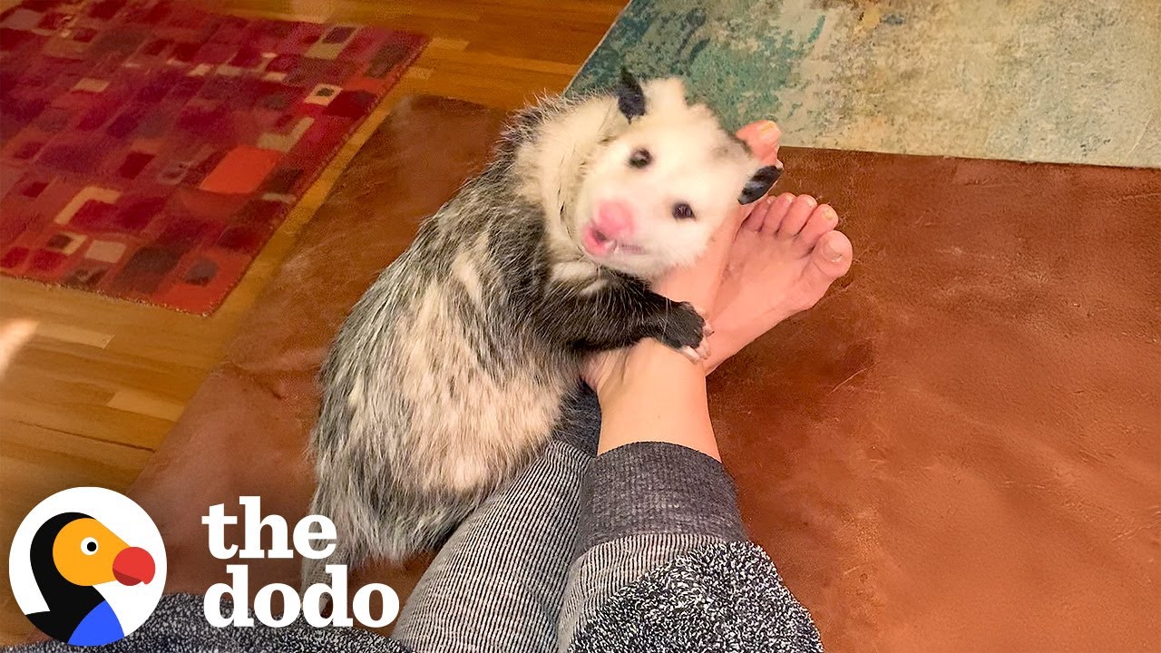 Orphaned Opossum Grows Up To Be Biggest Lovebug | The Dodo