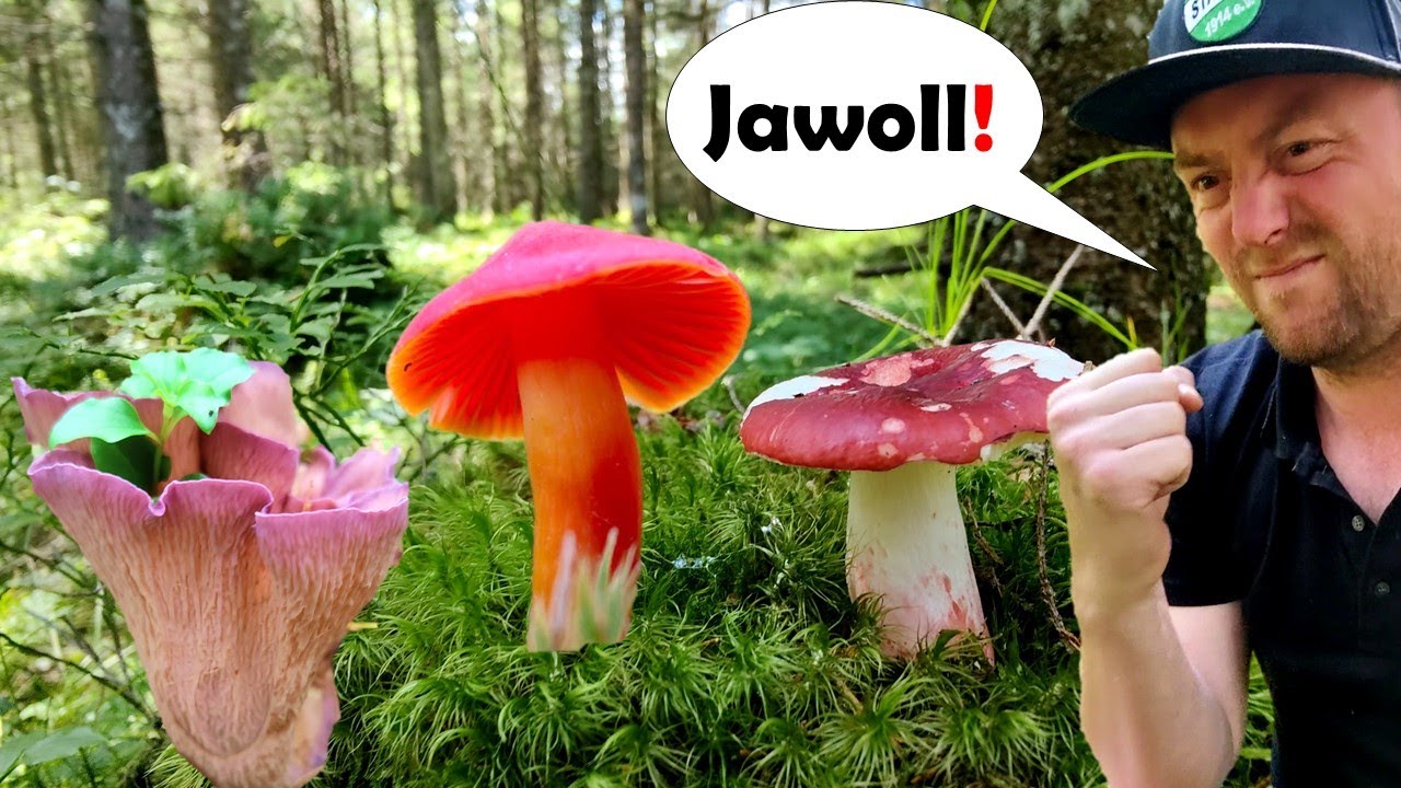 5 Erstfunde 🍄 Pilze sammeln im Urlaub u.a. mit dem seltenen Schweinsohr 🐷