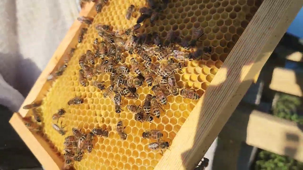 3-9-2026 Spring Inspection - Wanda