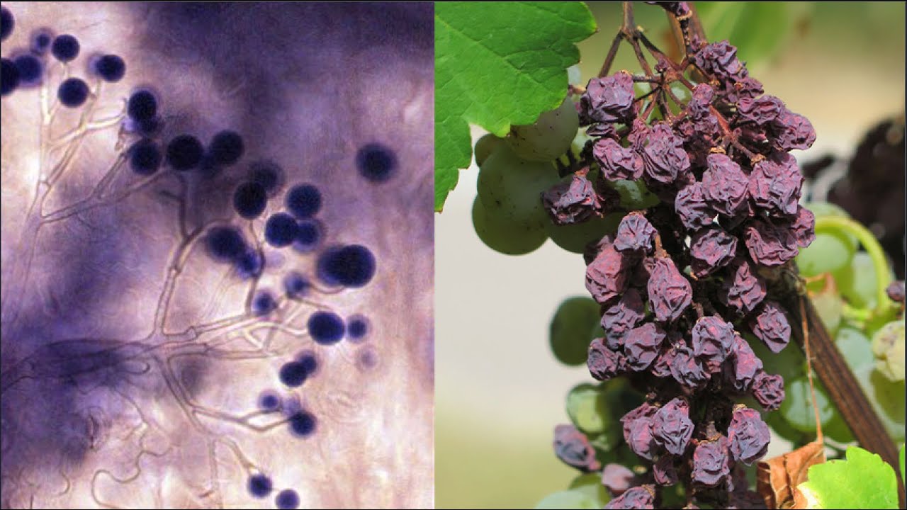 Biocontrôle et biostimulants... même combat ?
