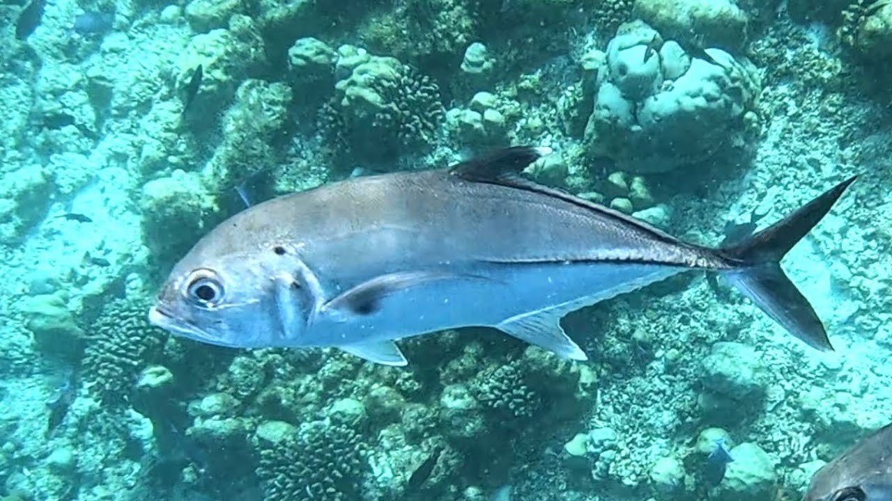 Maldives snorkelling at house reef Emerald Faarufushi 4K, 12.2024