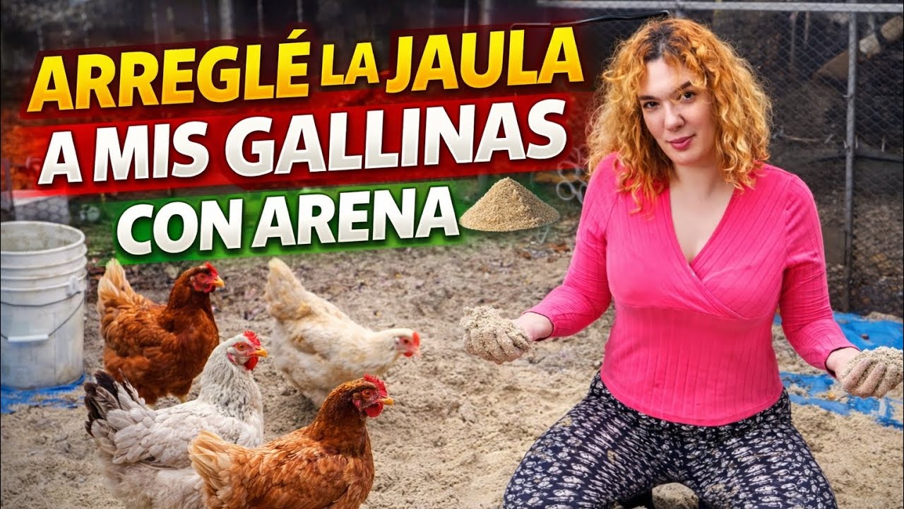 ARREGLÉ la JAULA de mis GALLINAS con ARENA 🐔✨