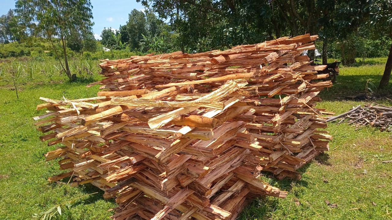 WE ARE HELPING CAROL THE LAST BORN