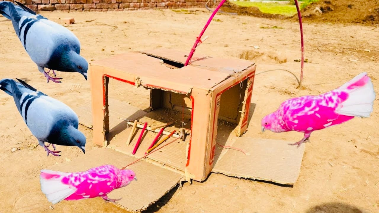 How To Make a Bird Trap With Using Cardboard Box New Technique | 3 Gate Pigeon Trap | Kabooter Trap 