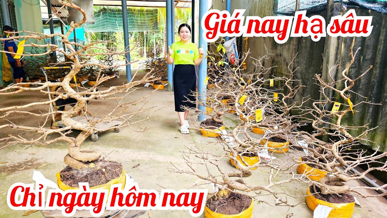 Trúc Yên 📲 0972279458 mai giảo Tân Châu rin giá rẻ 18/3 Chợ Gạo (@MaivàngQuêdừa)