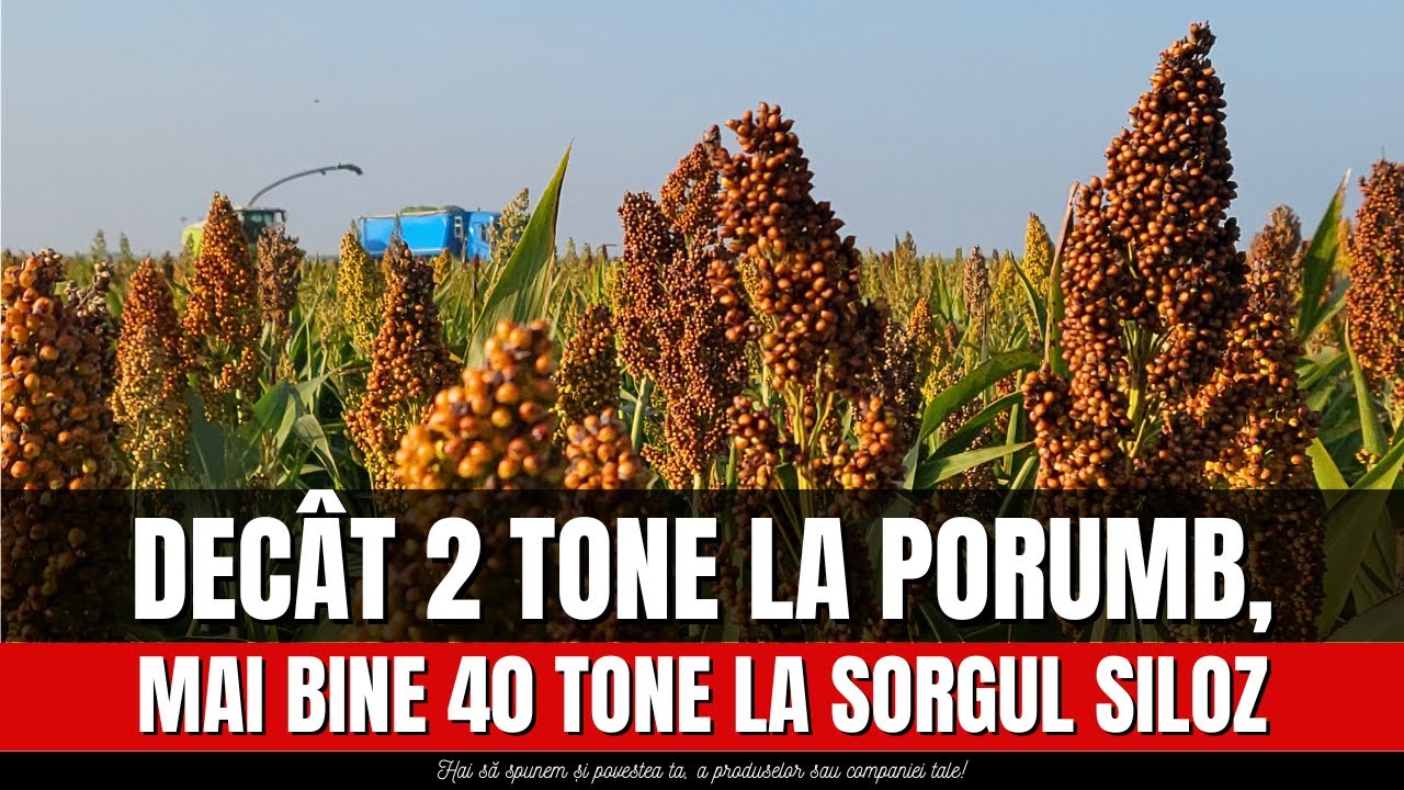 Decât 2 tone de porumb, mai bine 40 tone de sorg siloz
