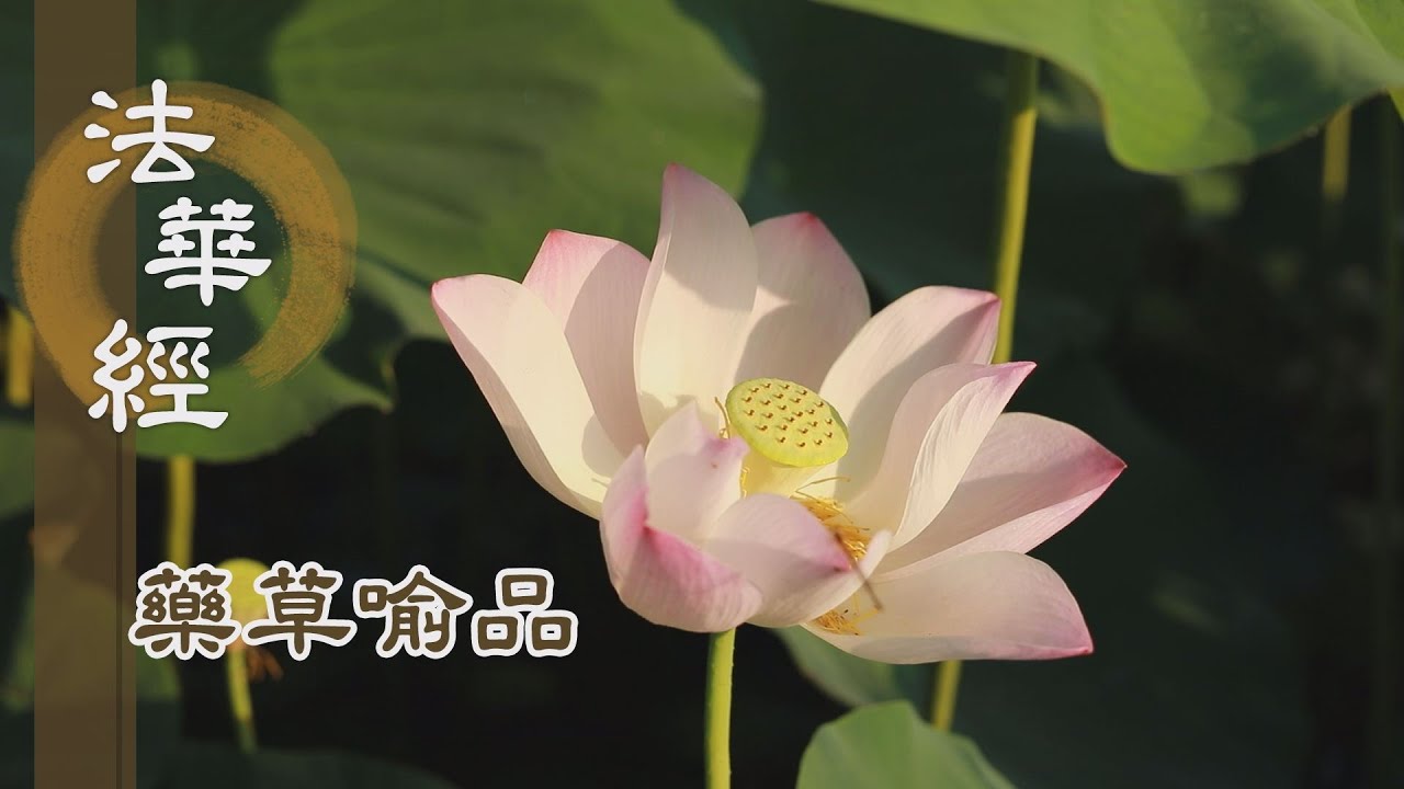 【靜思妙蓮華】法華經藥草喻品 - 漸漸修學 悉當成佛 - 20210804 第927集