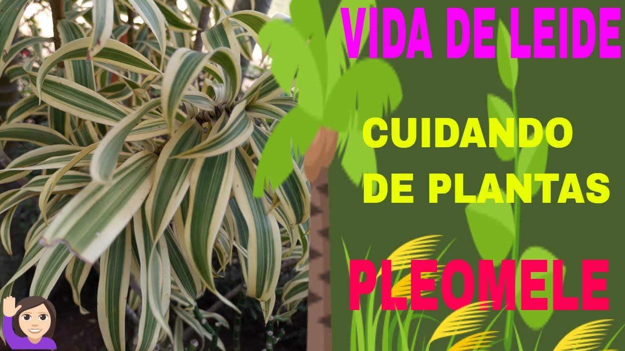 CUIDANDO DE PLANTAS: PLEOMELE OU CANÇÃO DA ÍNDIA (dracaena reflexa)