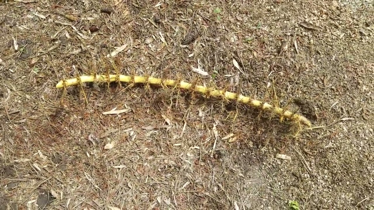 A REALLY LONG VIDEO ON BAMBOO RHIZOME REMOVAL AND INSTALLING A BAMBOO BARRIER OR PRUNING TRENCH.....