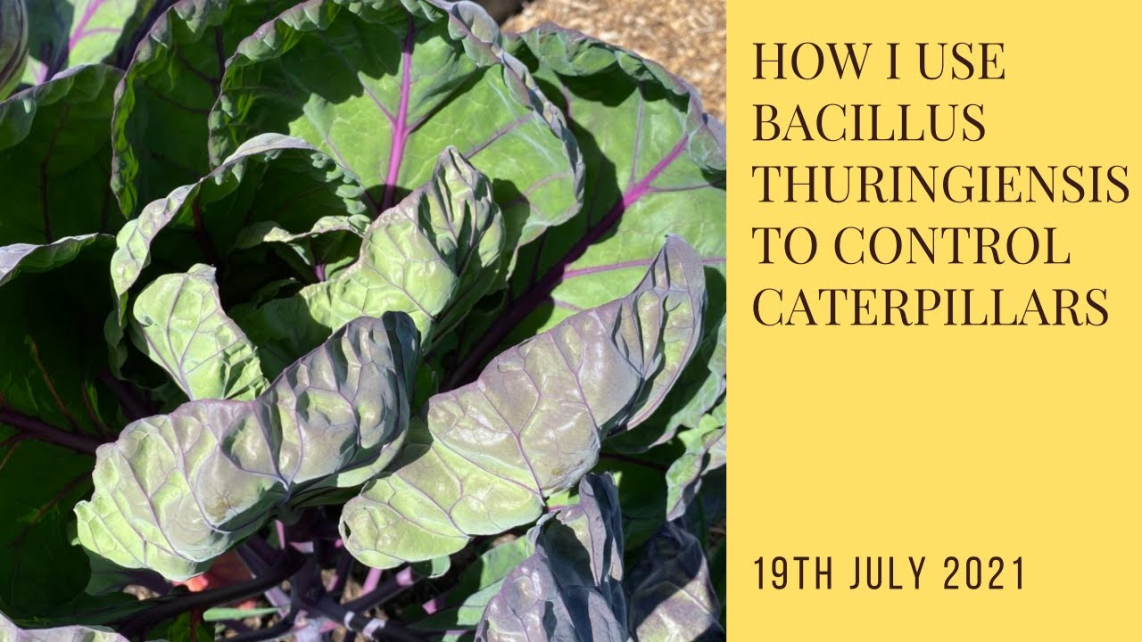 How I use Bacillus Thuringiensis on my brassicas and types and removal of nets