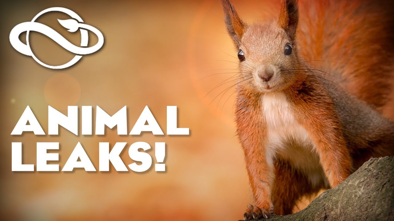 Future Planet Zoo DLC LEAKED in GAME?