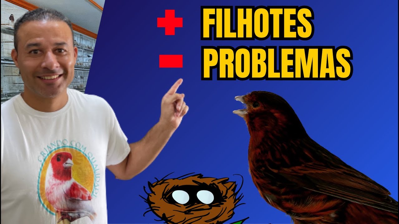 Siga os 3 PASSOS para AUMENTAR a Reprodução dos Canários