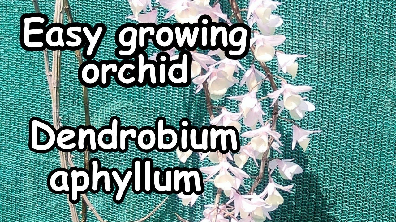 How to care for dendrobium orchid - Dendrobium aphyllum #orchid  #dendrobium #orchidcare