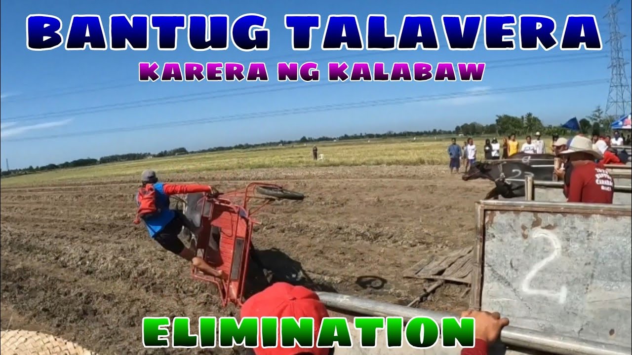 EP-538 Bantug talavera karera ng kalabaw elimination.