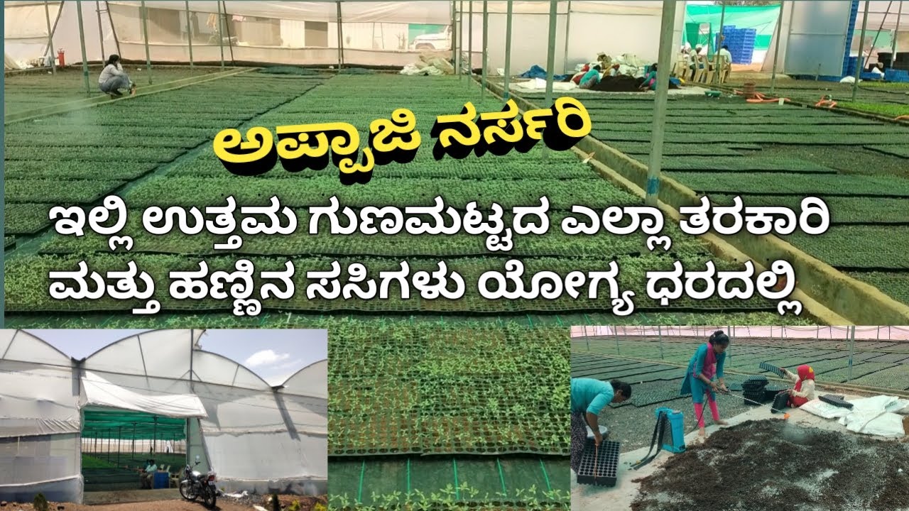 ಅಪ್ಪಾಜಿ ನರ್ಸರಿ || best vegetable nursery || pro tray nursery || greenhouse nursery || poly house ||