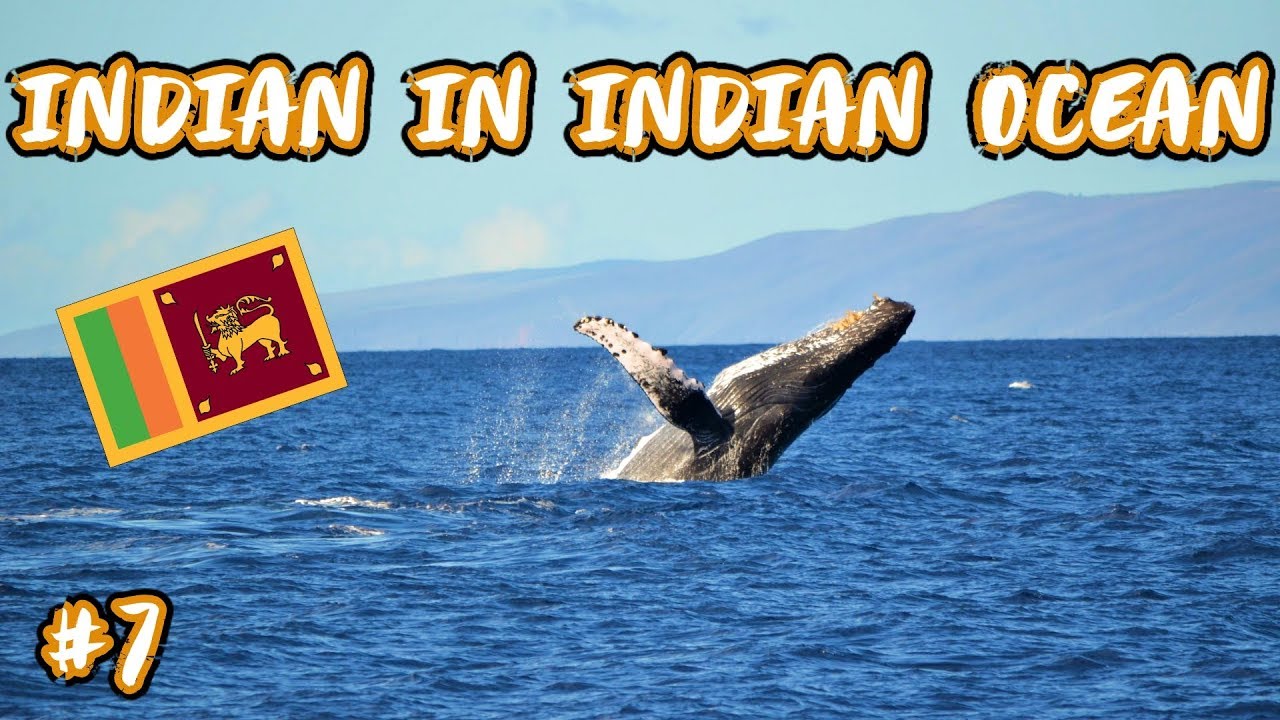 🐳🐳WHALE WATCHING IN INDIAN OCEAN - SRI LANKA 🇱🇰
