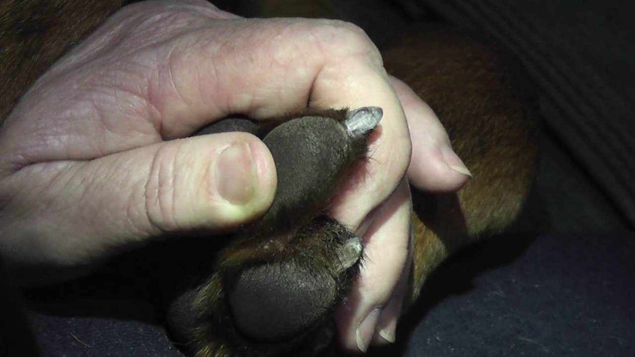 Dog nail dremelling