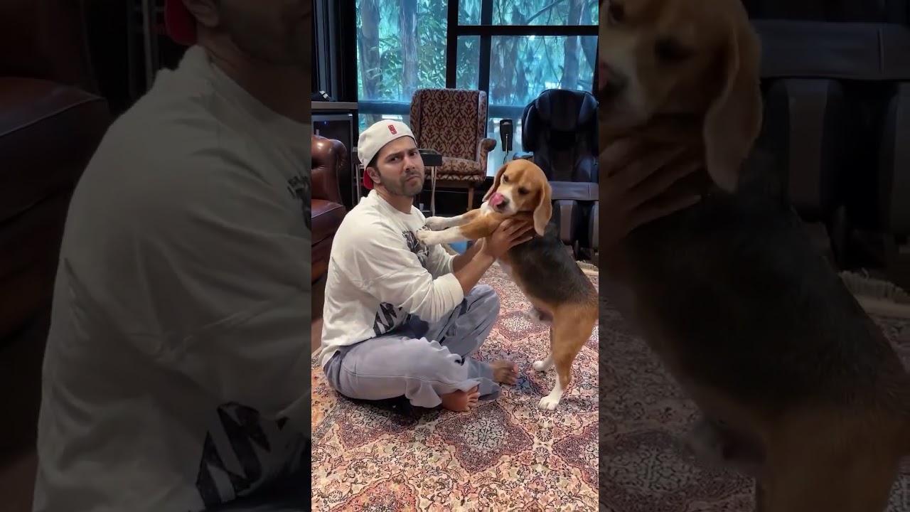 Varun Dhawan's HILARIOUS recreation of his song Bijuria with his CUTE pet😍 #shorts