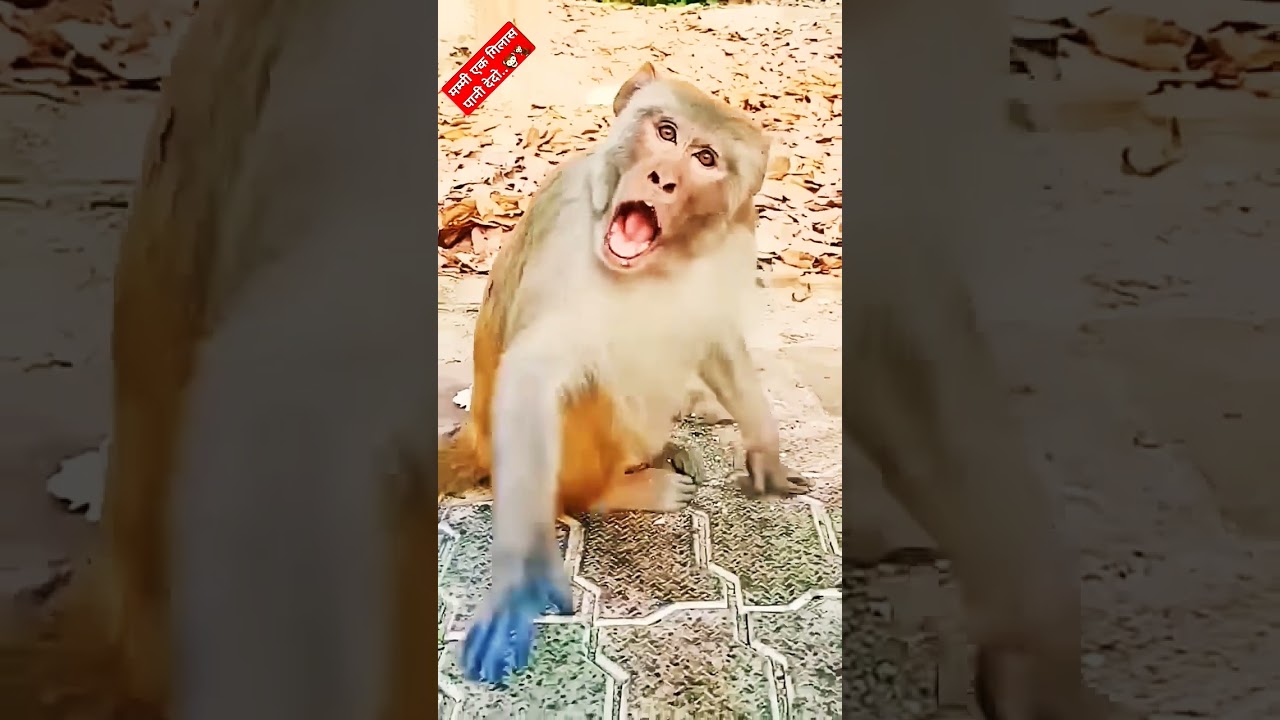 parrot and Monkey Conversation
