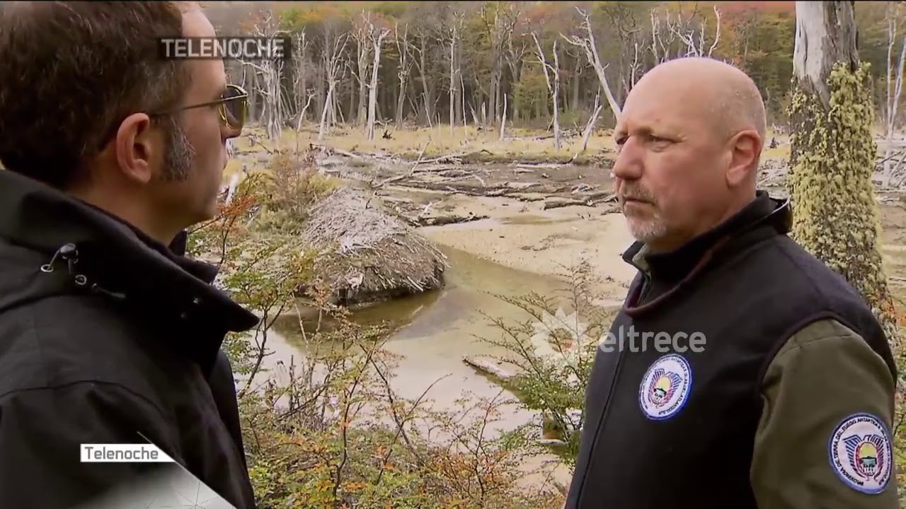 Castores ponen en peligro a los bosques de Tierra del Fuego