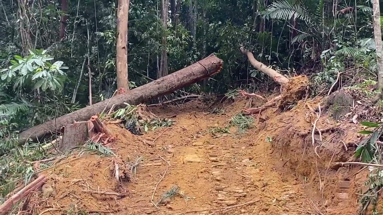 TARIK KAYU BESAR DI HUTAN