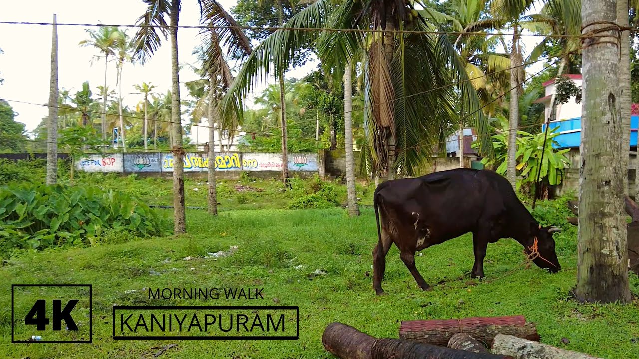 A Morning Walk along Countryside paths in Kerala, 4K ASMR Walking Tour, Kaniyapuram, Trivandrum